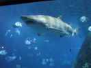 PICTURES/Tennessee Aquarium in Chattanooga/t_Shark.jpg